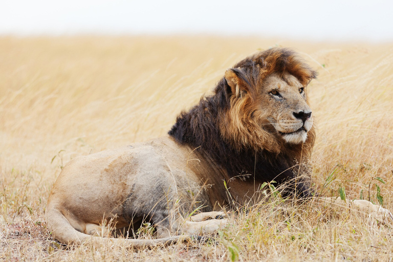 6 dagars budgetsafari i Masai Mara, Nakurusjön och Amboseli