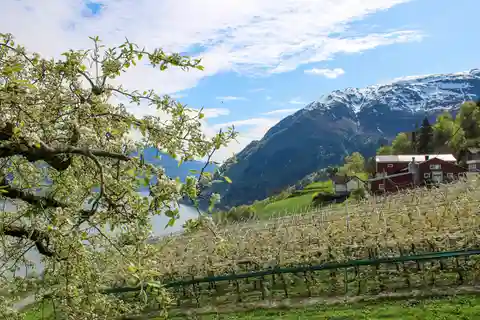 Tyssedal: Cider Tasting Tour