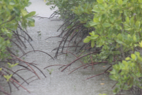 Bagek Kembar: Mangrove & Stingless Beekeeping Experience