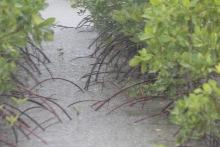 Bagek Kembar: Mangrove & Stingless Beekeeping Experience
