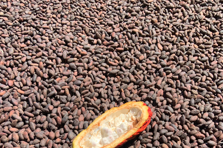 Minca: Varietals Coffee Taste & Marinka Waterfall