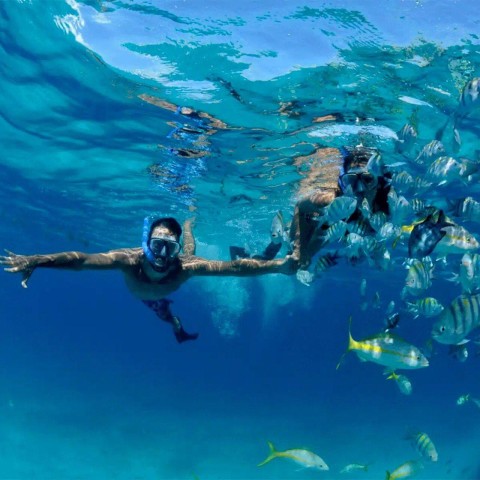 Visit Snorkeling at Puerto Morelos reefs national park in Puerto Morelos