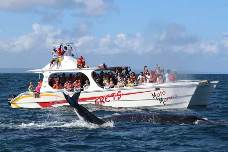 whale watching tour samana