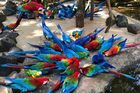 Tour guiado pelo Parque das AvesParque das Aves + (guia e transporte)