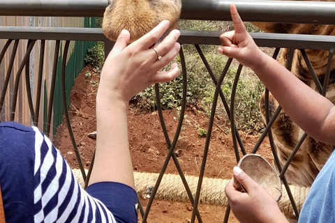 Nairobi: Nationalpark, Elefantenwaisenhaus und Giraffe Tour