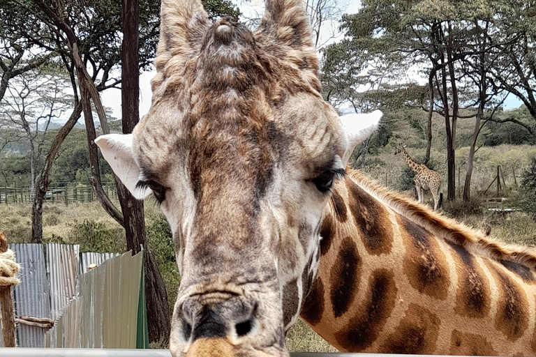 Nairobi: Parco nazionale, orfanotrofio degli elefanti e tour delle giraffe