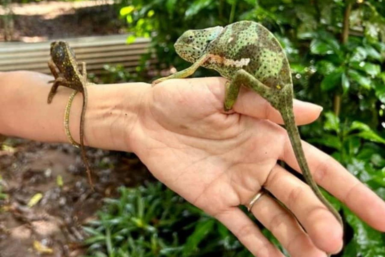 Zanzibar: Jozani Forest, local Zoo & Salam Cave Turtle Swim Private Tour + Tickets + Transfer + Guide