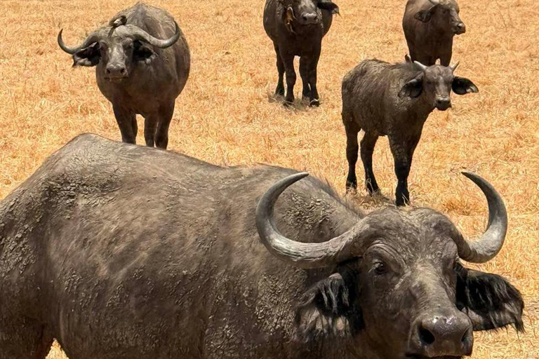 From Zanzibar: 3-Day Mikumi Wildlife Safari, 2 Nights