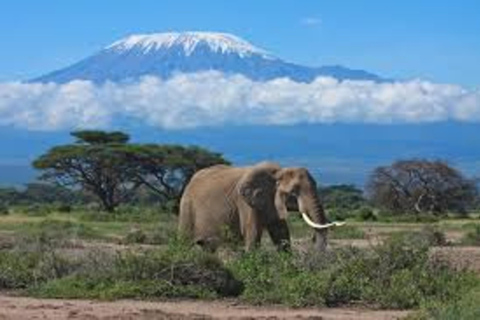 Da Nairobi: Safari di 4 giorni a Tsavo Est, Ovest e Amboseli