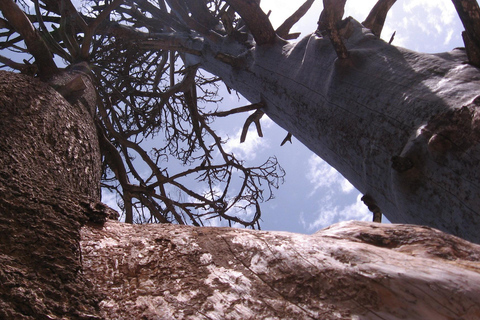 Agadir/Taghazout: Paradise Valley Halvdagsutflykt med lunchRundtur med lunch