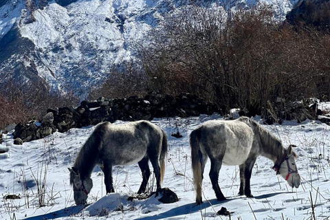 Nepal: 15 dagars vandring på Manaslu Circuit
