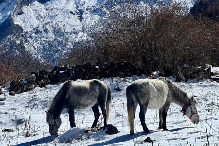 Nepal: 15 dagars vandring på Manaslu Circuit