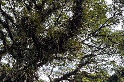 بانيووانجي: جولة في غابة دجاواتان ومتنزه بالوران الوطني