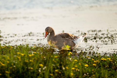 Camargue: Discover Horses and Wild Birds by Electric Golf Cart Petit Rhône Reserve – Immersive tour in a 2-seater electric vehicle