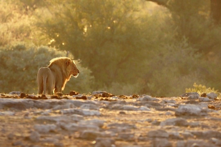 SAFARI DE LUJO- ZANZIBAR A MIKUMI NP: 2 DÍAS 1 NOCHE