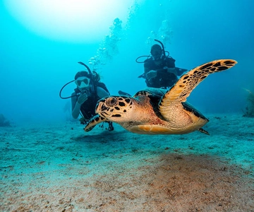Las Catalinas: Descubre el buceo en Flamingo y Tamarindo
