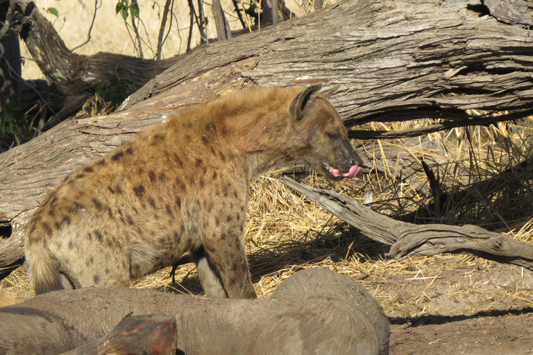 Hwange National Park & Victoria Falls 4-Day Safari Tour