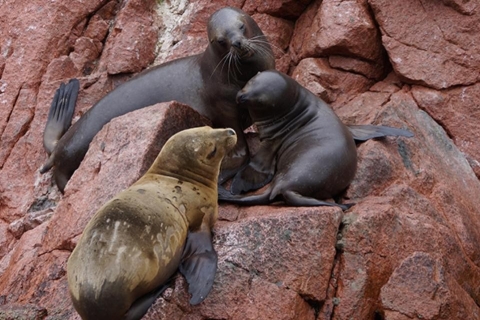 Ica: Short excursion to Ballestas Island | Sea lions |