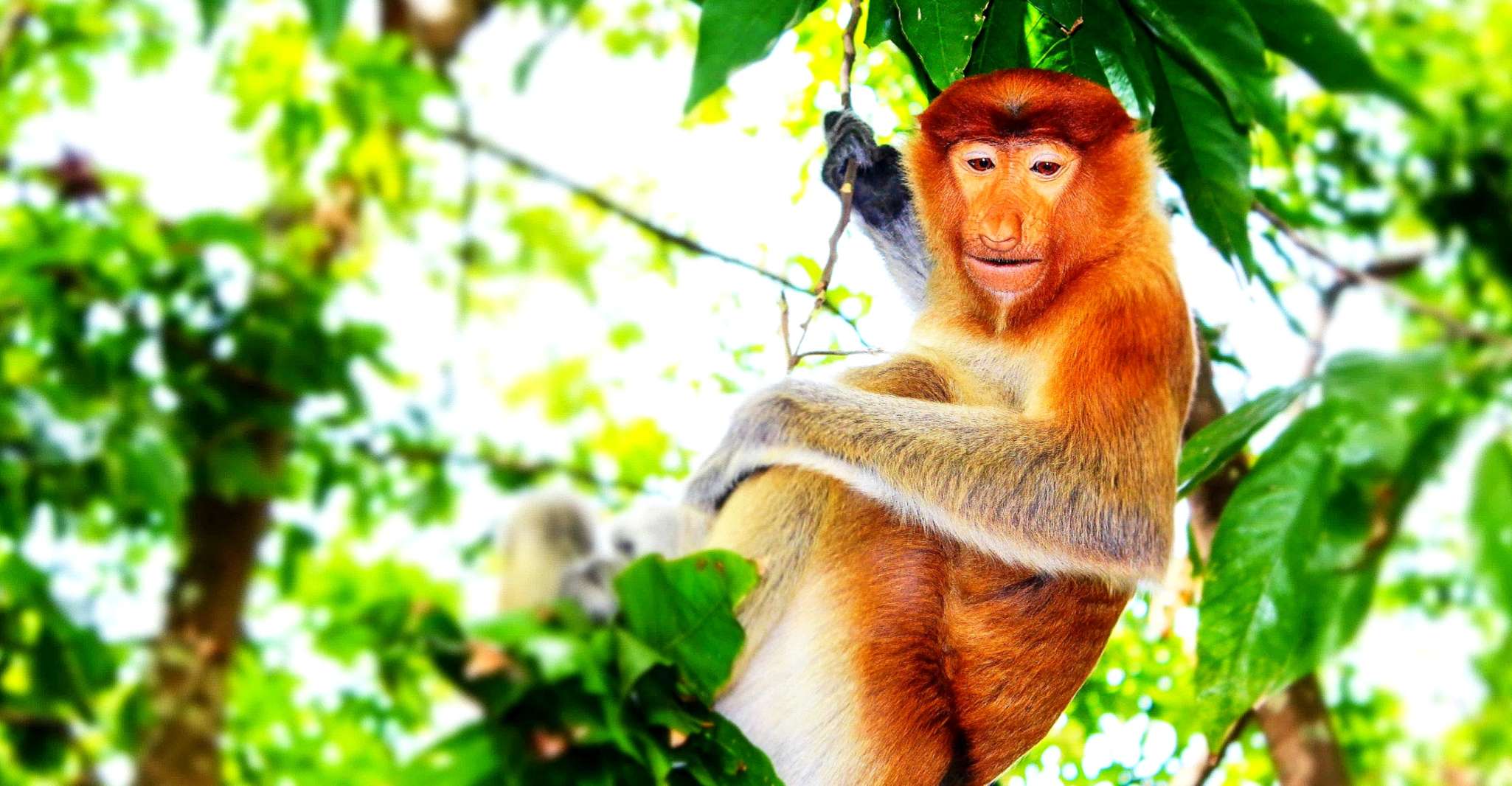 Bongawan Wetland, Proboscis Monkey and Fireflies Shared Tour - Housity