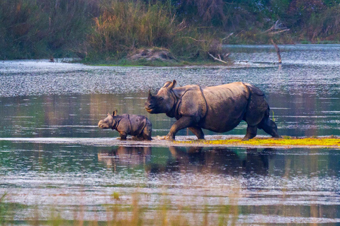 Tower Night Stay & Excursing through Chitwan National Park
