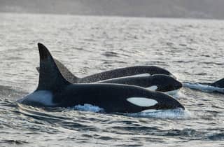 Tromsø: Beheizte Bootsfahrt zur Beobachtung von Orcas und Walen