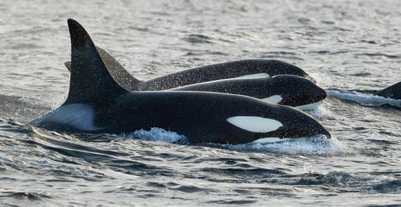 Tromsø: Orca and Whale Watching Heated Boat Trip