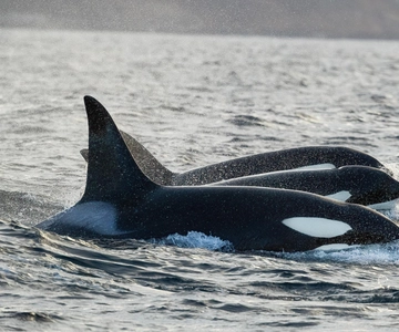 Skjervøy: Orca and Whale-Watching comfort heated Boat Trip