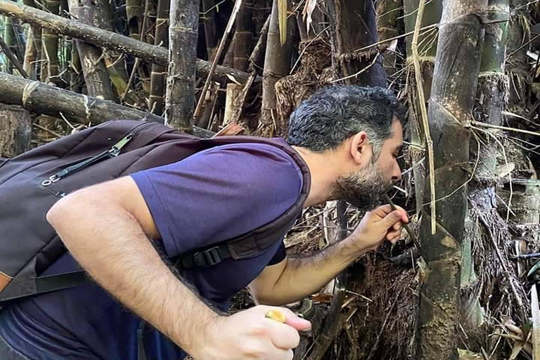 1 Day Trekking in Chiang Rai forest (walk only)