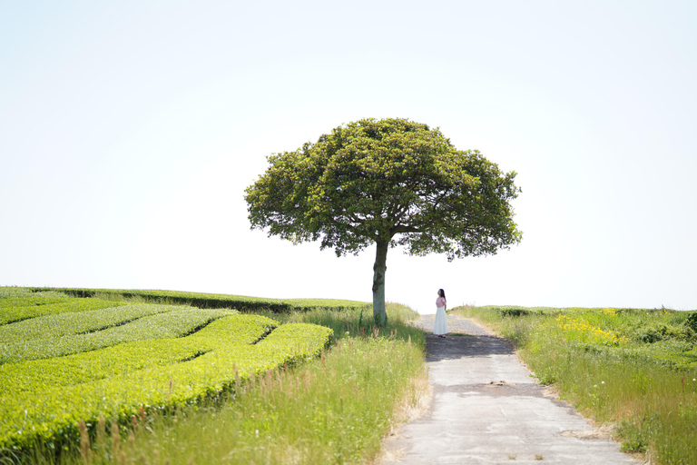 Jeju eiland: Zuidelijke &amp; westelijke dagvullende tour