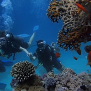 Bali Day Trip: Try Diving at Liberty Shipwreck & Kayak Trip