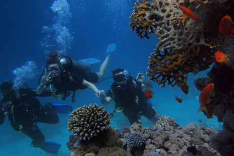 Bali Day Trip: Try Diving at Liberty Shipwreck & Kayak Trip