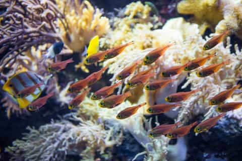 Sea Trek and Coral World Ocean Park General Admission