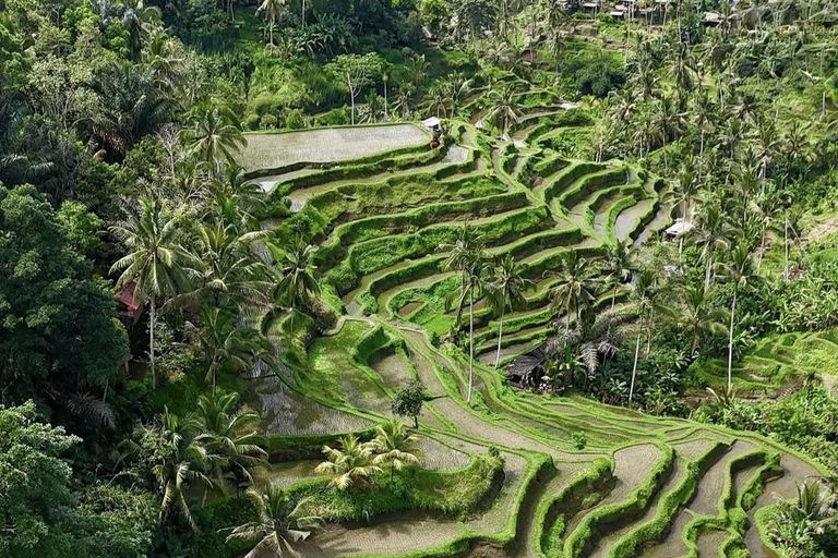 Ubud 3 Hidden Waterfalls & Tegalalang Rice Terrace Tour