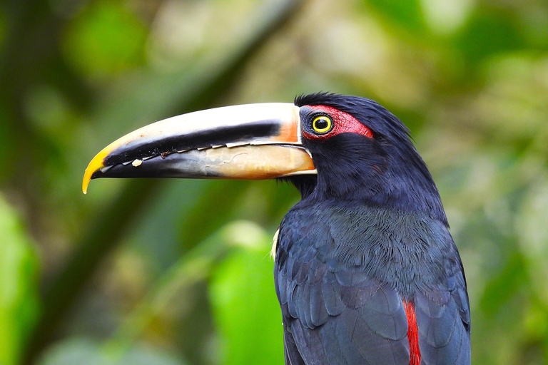 Private Hummingbird and Toucan Sanctuaries Tour in Mindo