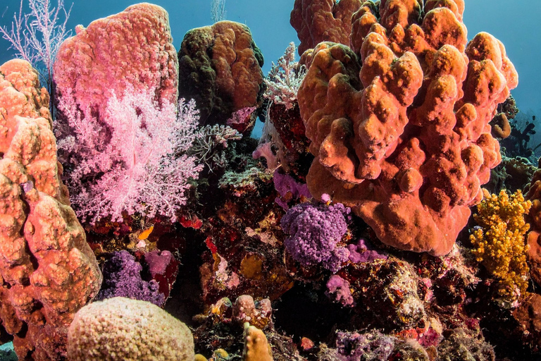 Coron: Apo Reef and Busuanga Freediving Expedition Tour