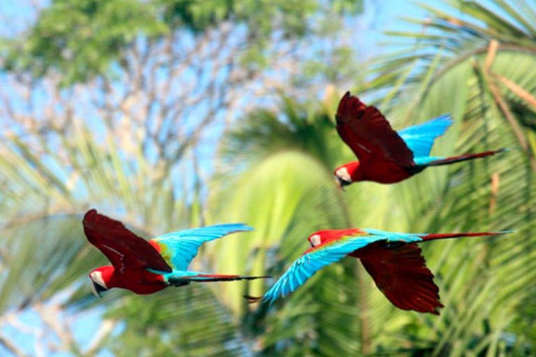 Tambopata | Sandoval-sjön 4D /3N