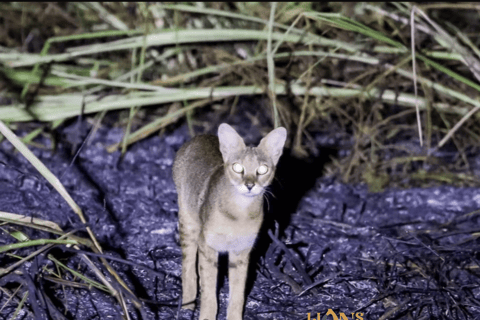 Habarana & Sigiriya: Night Safari to see nocturnal wildlife