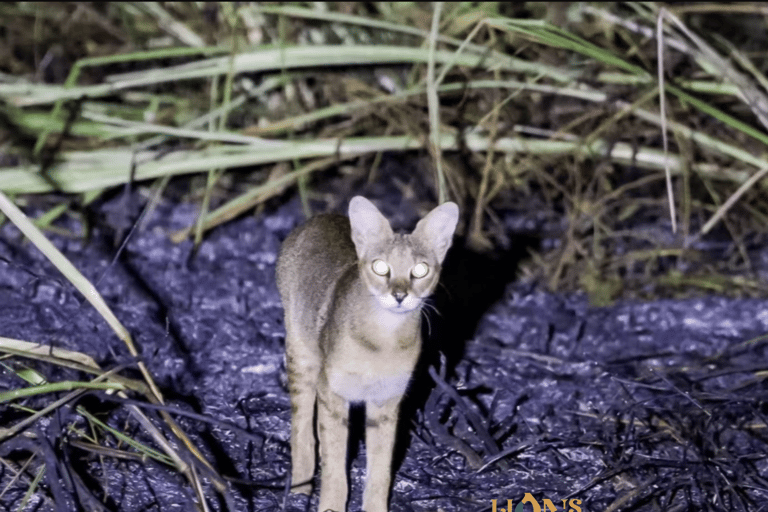 Habarana & Sigiriya: Night Safari to see nocturnal wildlife