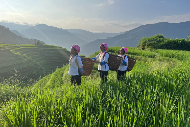 Guilin: Private Longji Rice Terraces & Reed Flute Cave Tour