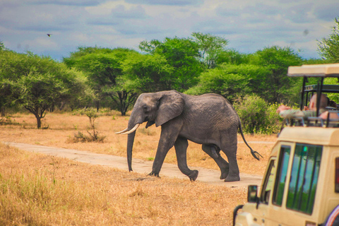 Von Sansibar: Tagessafari zum Selous Wildreservat mit Flug