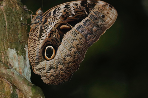 São Paulo: Forest Night Walk Tour with a Biologist