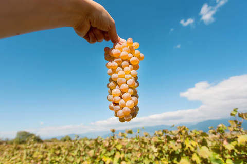 Kachetien Wein Tour - Entdecke die Kunst der Kvevri Weinherstellung