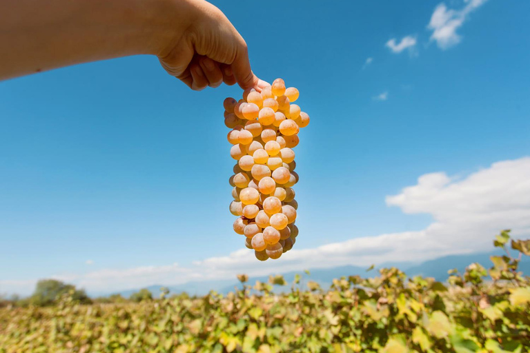 Kachetien Wein Tour - Entdecke die Kunst der Kvevri Weinherstellung