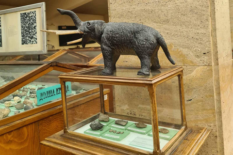 Audioguía del Museo de Paleontología y Geología Histórica