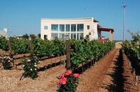 Vine Tour 