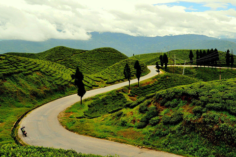 Day as a Tea Farmer in Ilam: Life in Nepal’s Green Tea Hills
