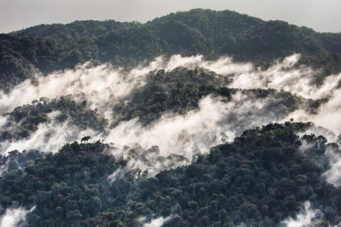 Vanuit Kigali: 2-daagse tocht door het Nyungwe National Park met chimpansees