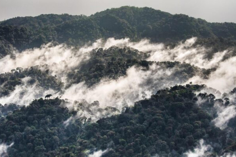 Vanuit Kigali: 2-daagse tocht door het Nyungwe National Park met chimpansees