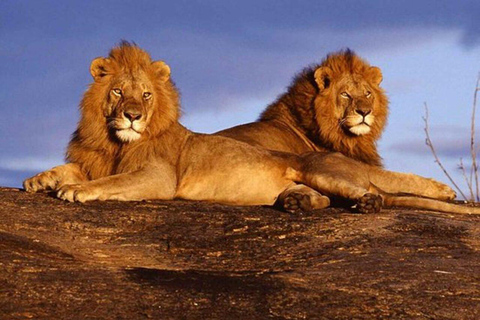 Nairobi: Tsavo West National Park Safari Tour