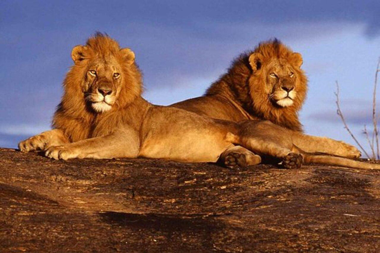 Nairobi: Tsavo West National Park Safari Tour